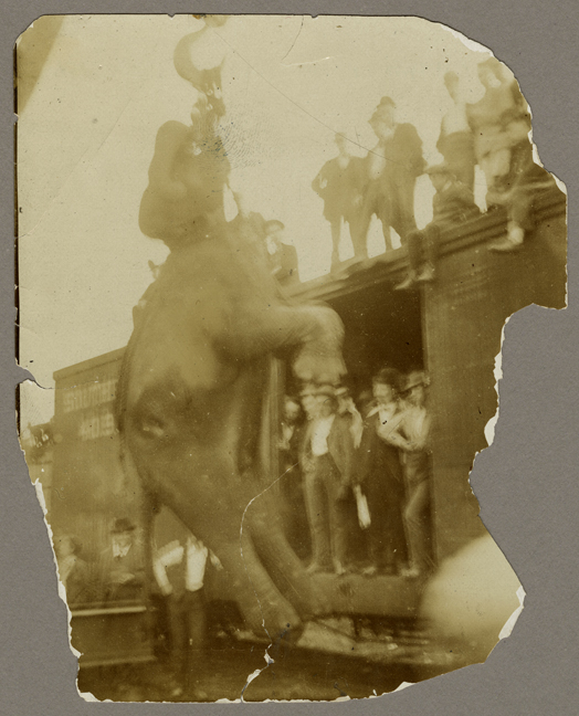SVF Animals Elephant 1900 (Hanging)