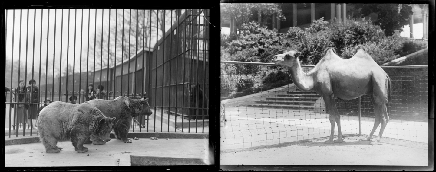 Two bears and a camel. Residents of the Baltimore Zoo at Druid Hill Park. Reference imagess, photographer unknown, ca. 1927, MC7785-1 and MC7785.