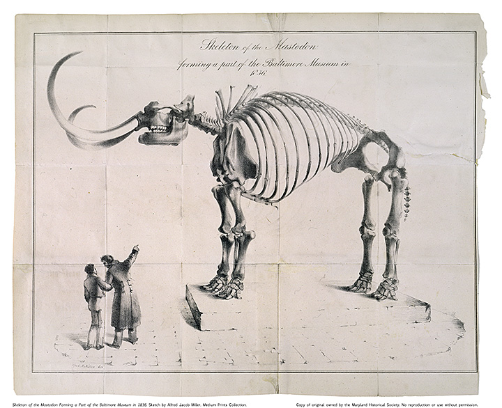Medium Print: Skeleton of the Mastodon Forming a Part of the Baltimore Museum in 1836. Signed on the Stone, Alfred J. Miller DEL Lithograph 33.5 x 43.2 cm