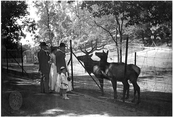 Baltimore - Parks and Squares - Druid Hill Park - Elk, unidentified photographer, circa 1905. Subject Vertical File, H. Furlong Baldwin Library, Maryland Historical Society (Reference Photo).