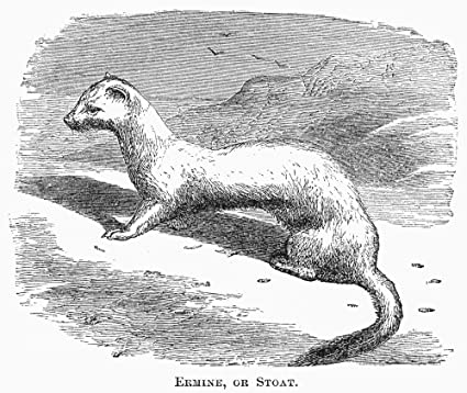 Image result for ermine engraving