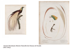 Jacques Barraband, Histoire Naturelle des Oiseaux de Paradis (1801-1805). 