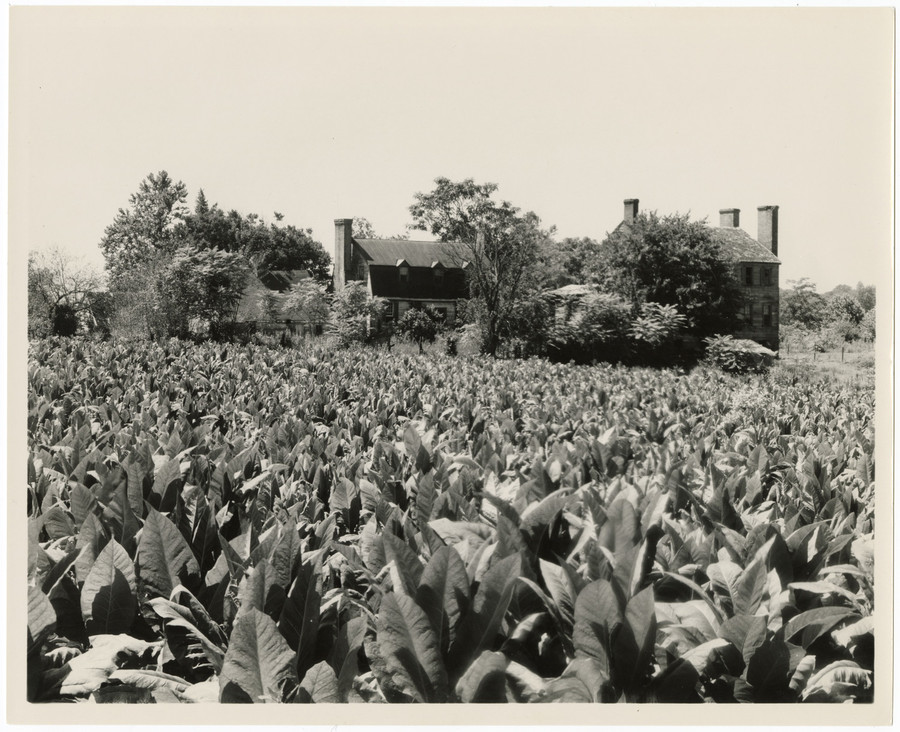Photograph of a tobacco field in Charles County.